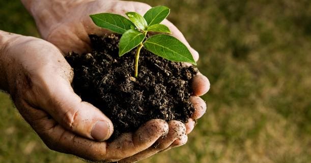 Tree planting