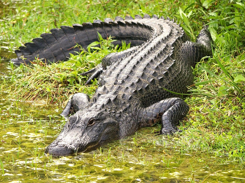 Breaking News: Boy’s body found after alligator attack at Florida Disney resort