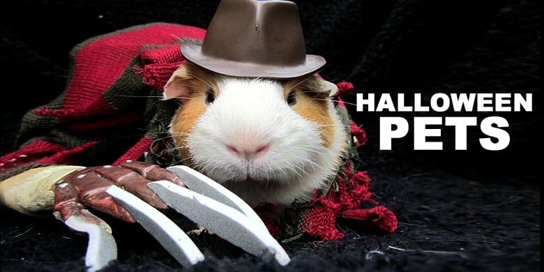 Protecting Your Pets on Halloween