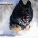 Laval Police Dog Calendar 2017