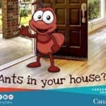 Ants