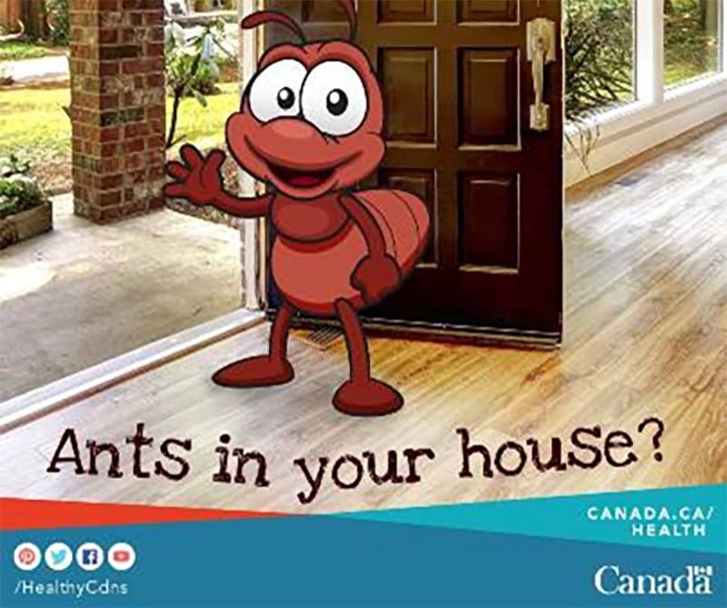 What do you know about ants?