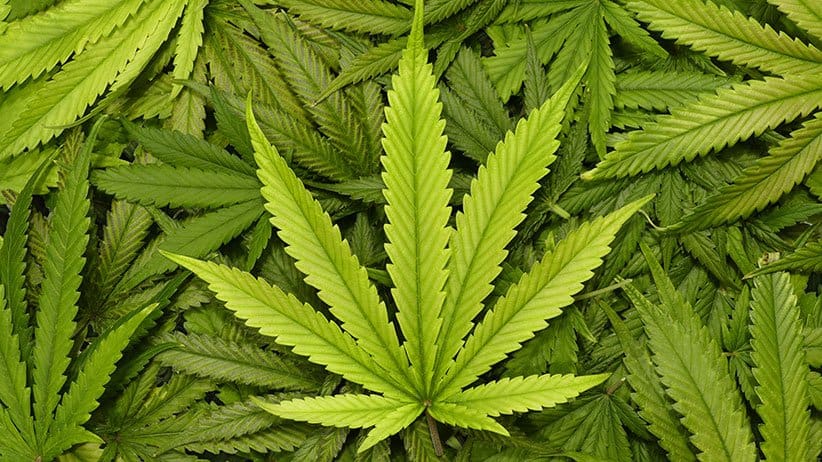 Accidental ingestion of edible cannabis products causing serious harm to children: Health Canada