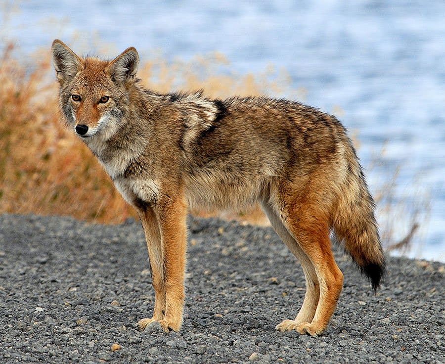 For several weeks now, news outlets all over the province have been reporting sightings of coyotes in the metropolitan Montreal region