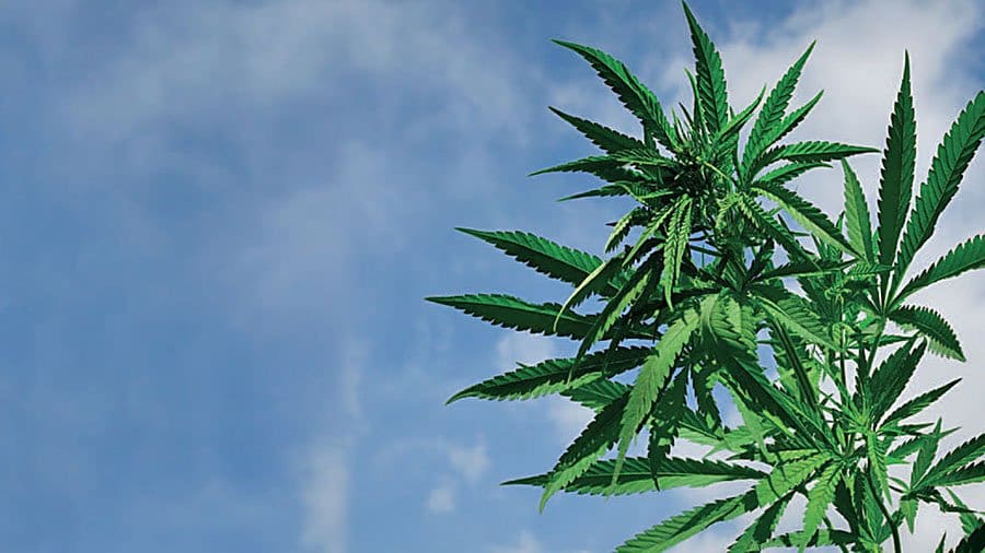 Evidence proves teens at risk from marijuana, says Dr. Mary C. Olmstead
