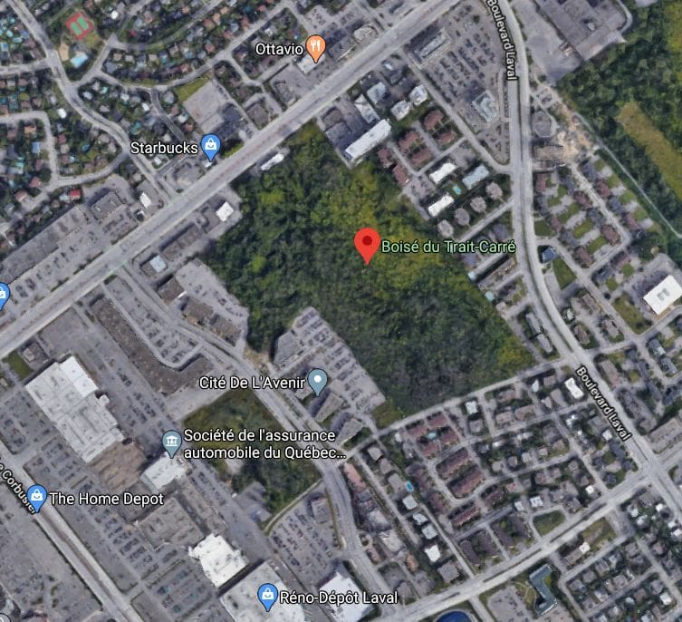 Councillor Tassoni seeks to preserve Trait Carré Woods