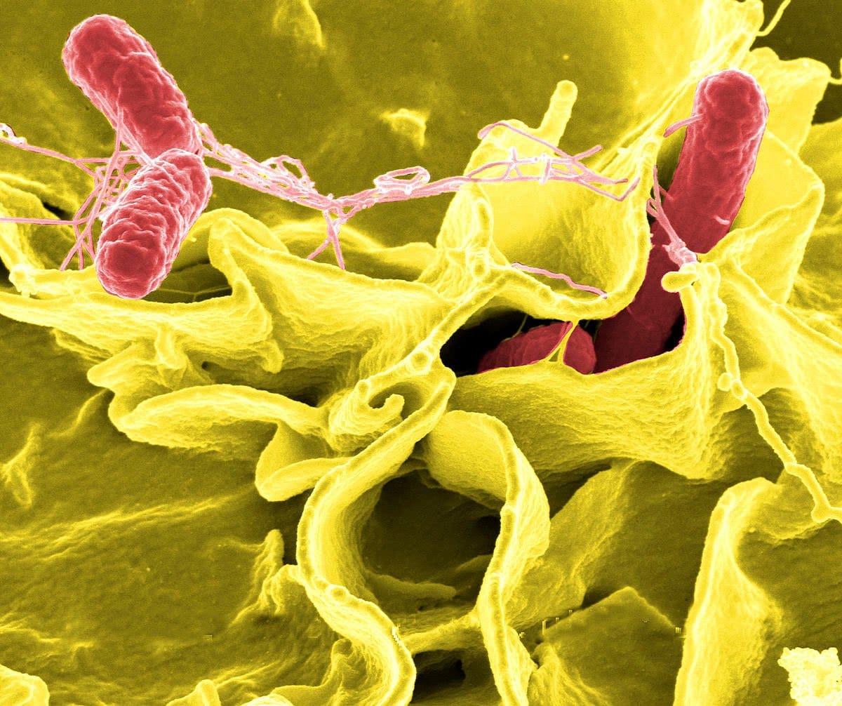 Update: Outbreak of Salmonella infections linked to red onions imported from the United States