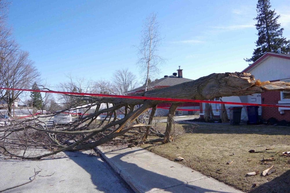 Laval undertakes massive cleanup, following early April ice-storm