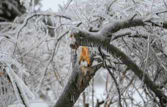 Ice Storm Update