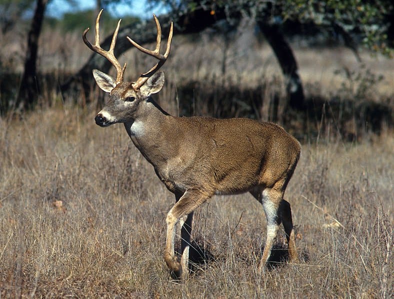 Transport Québec urges caution on highways after early spring spurs wildlife migration