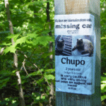 MISSING CAT 1