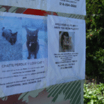 MISSING CAT 2