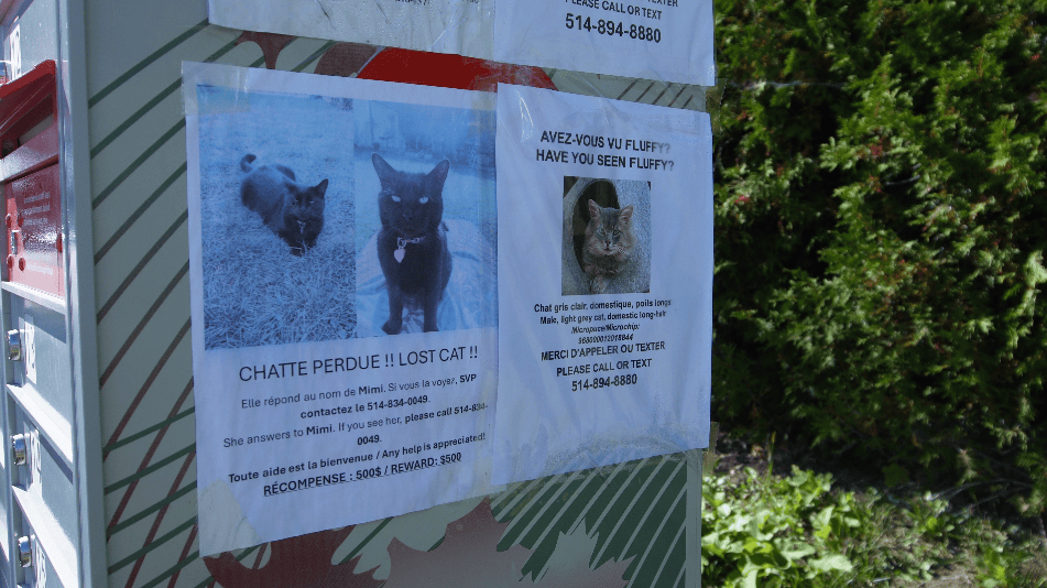 Laval residents seek answers after spike in missing cats