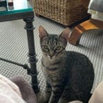PIPPIN